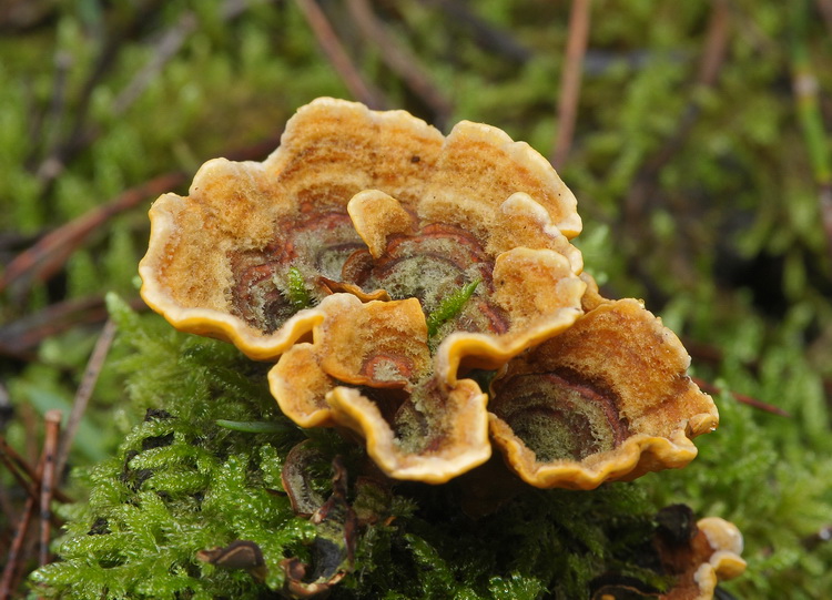 Stereum ostrea ? (Stereum sp.)